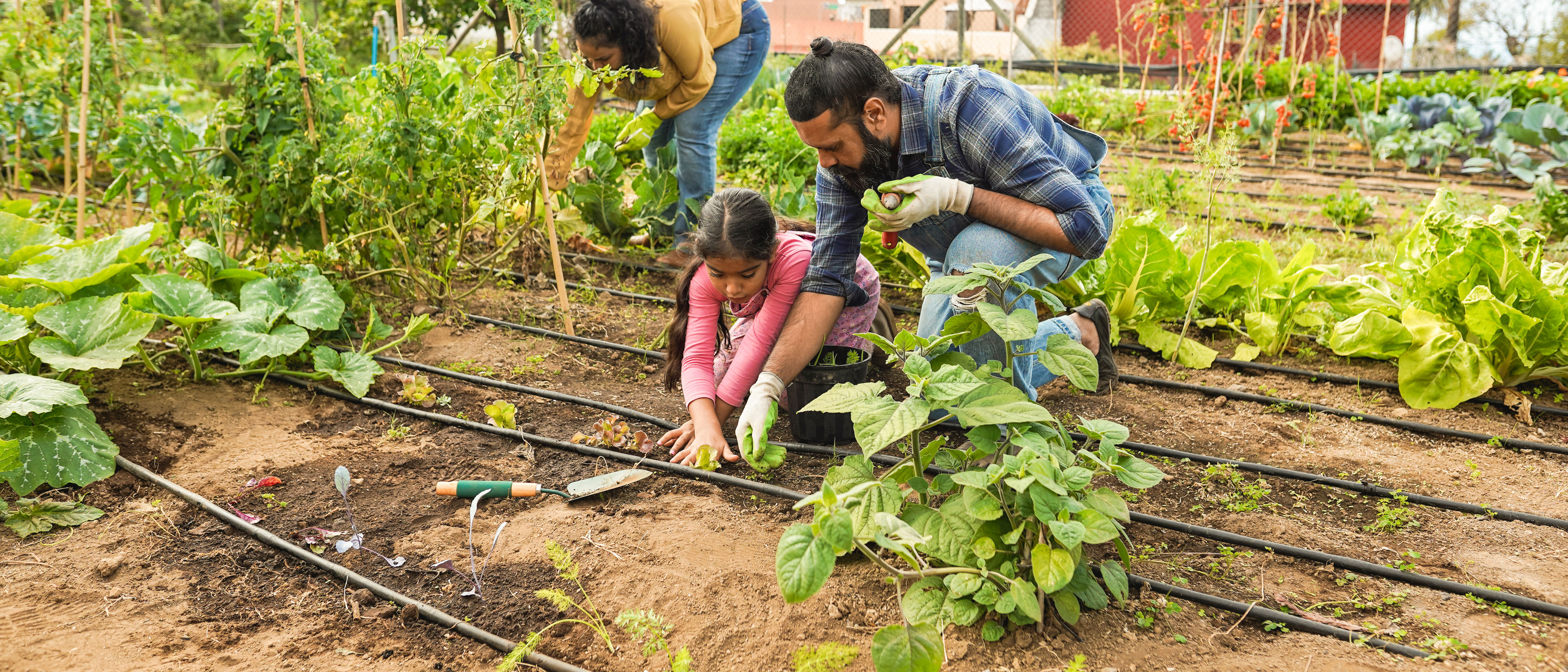 Indian family picking up organic vegetables from house garden outdoor
